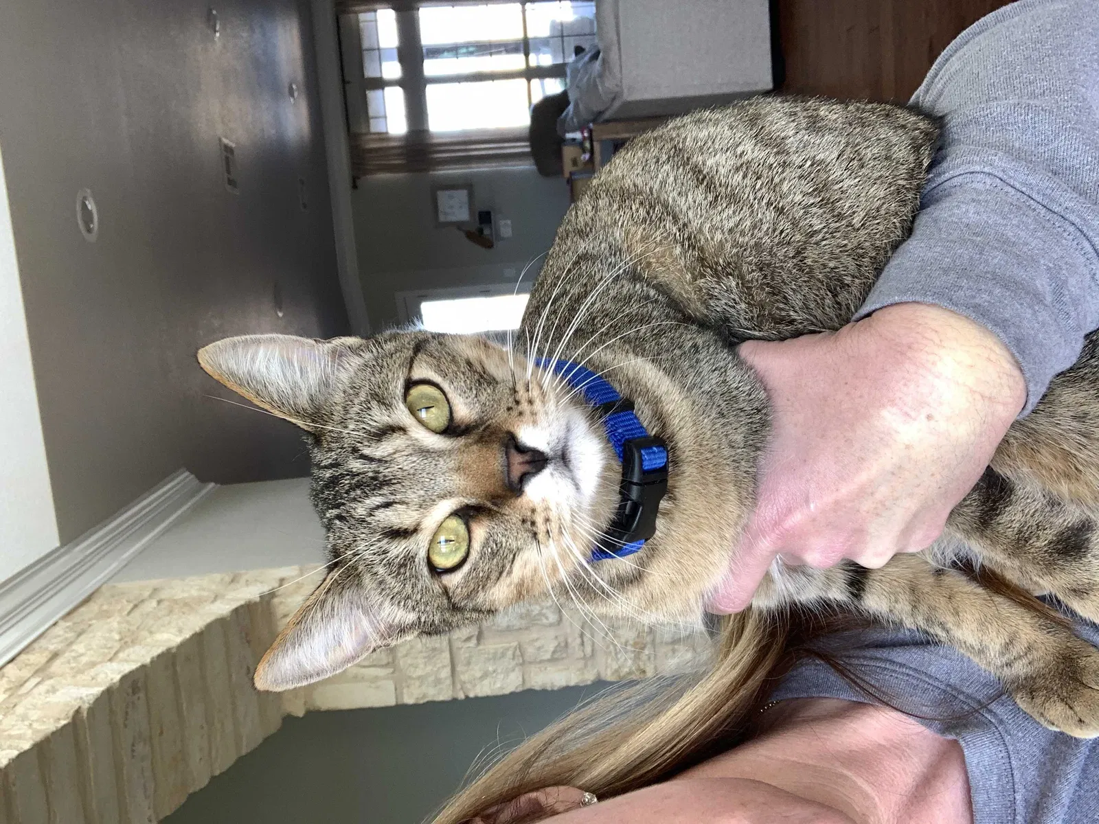 Lost cat in Waco, TX, 76706