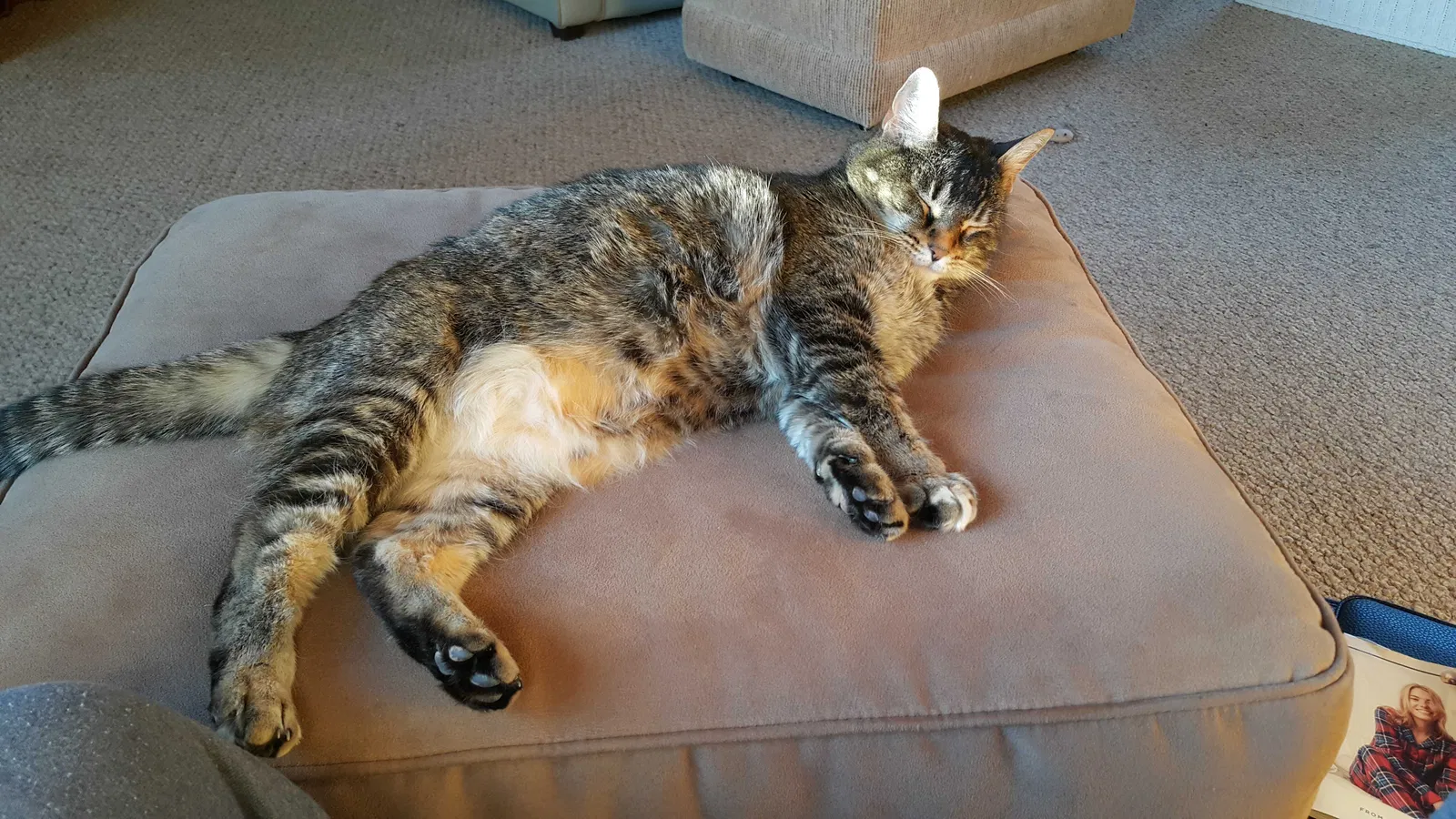 Lost cat in Temecula, CA, 92592