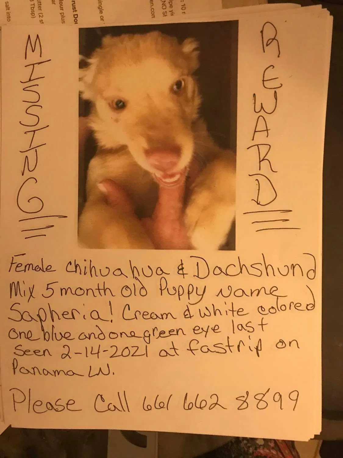 Lost dog in Bakersfield, CA, 93309