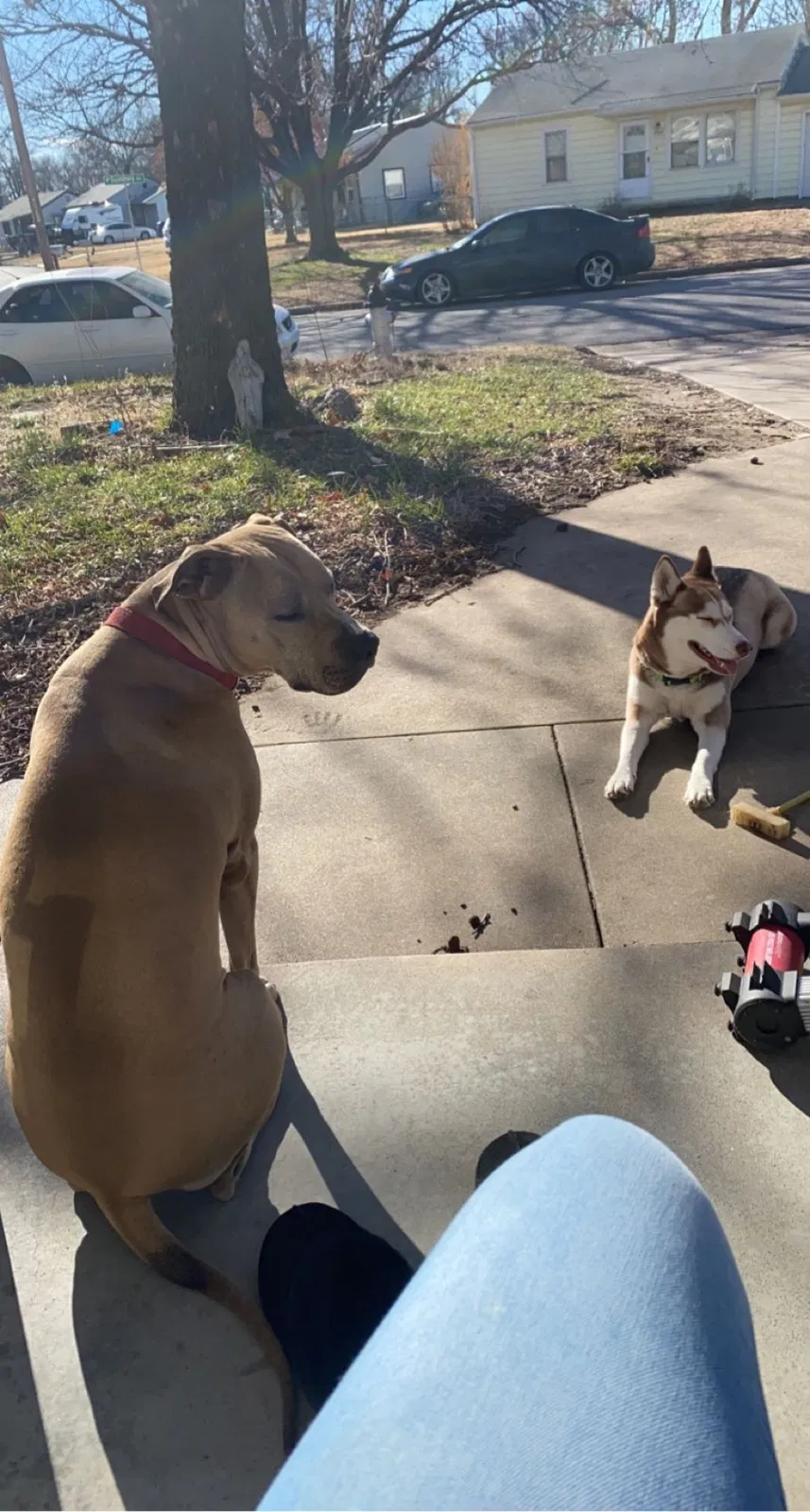 Lost dog in Wichita, KS, 67217