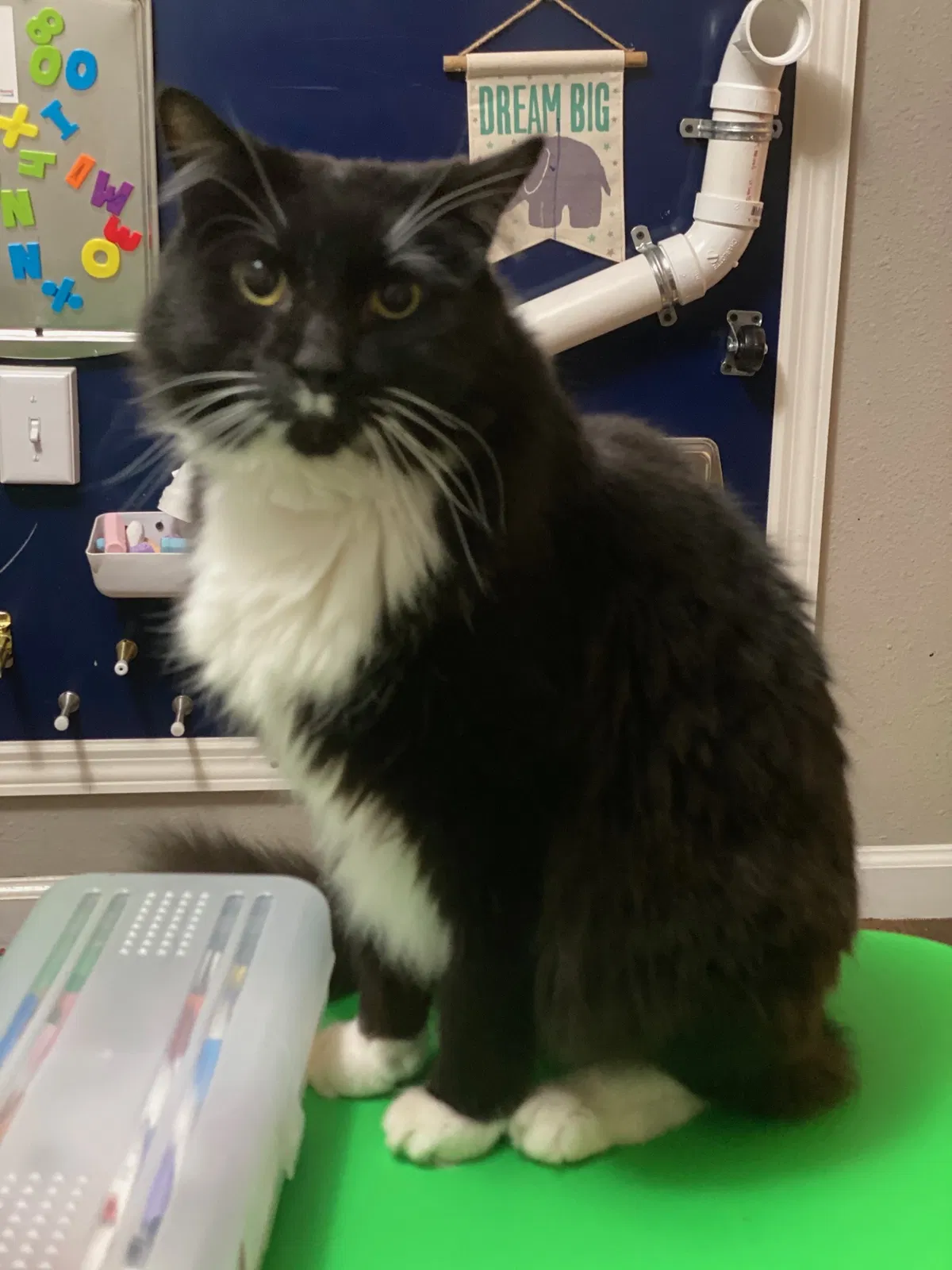 Lost cat in Tallahassee, FL, 32303
