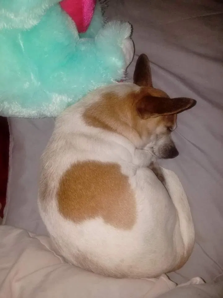 Lost dog in Lonsdale, AR, 72087