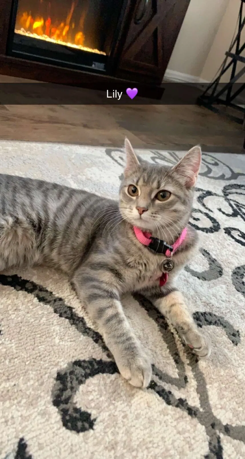 Lost cat in Southampton, PA, 18966