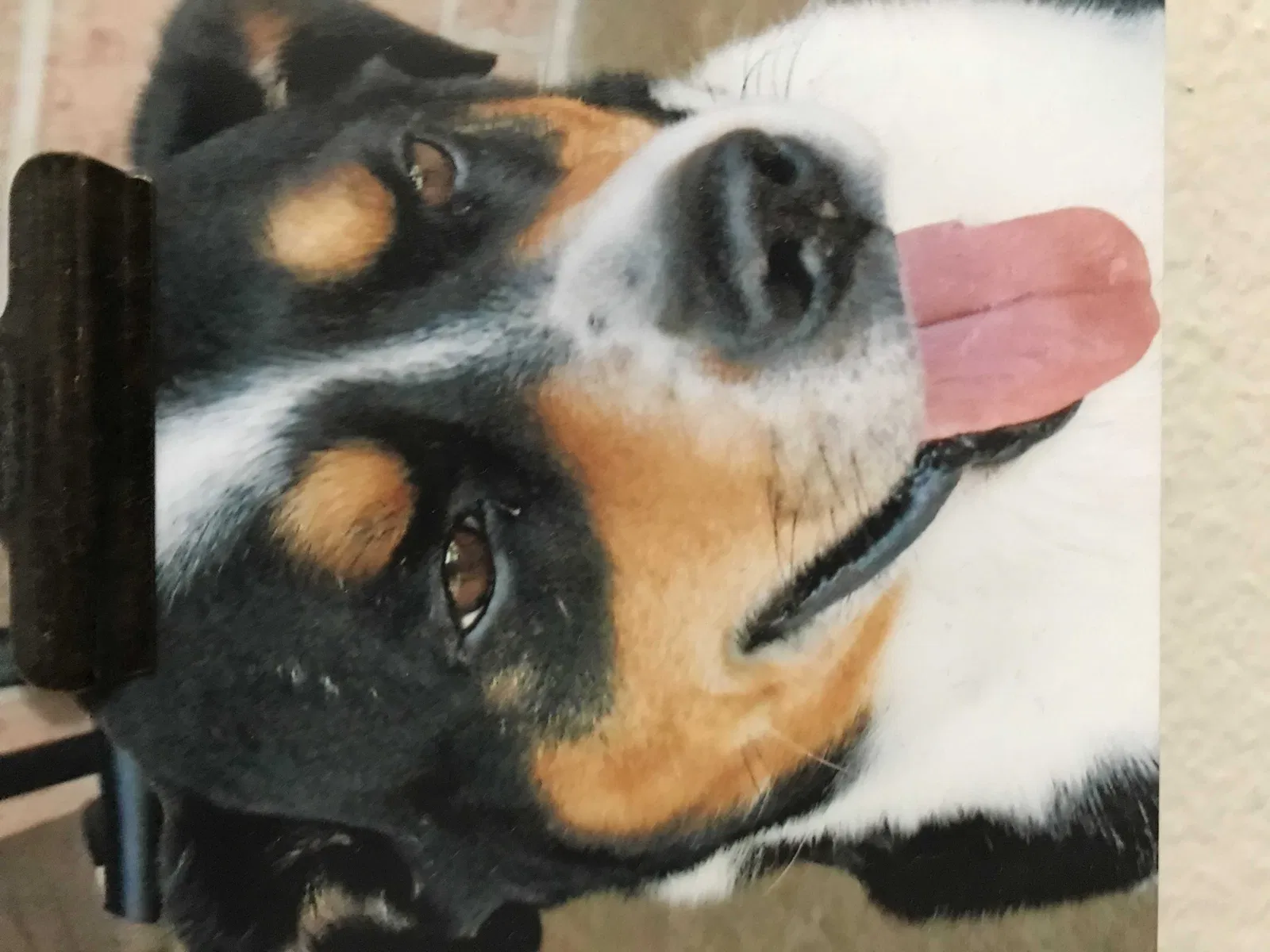 Lost dog in Hillsboro, TX, 76645