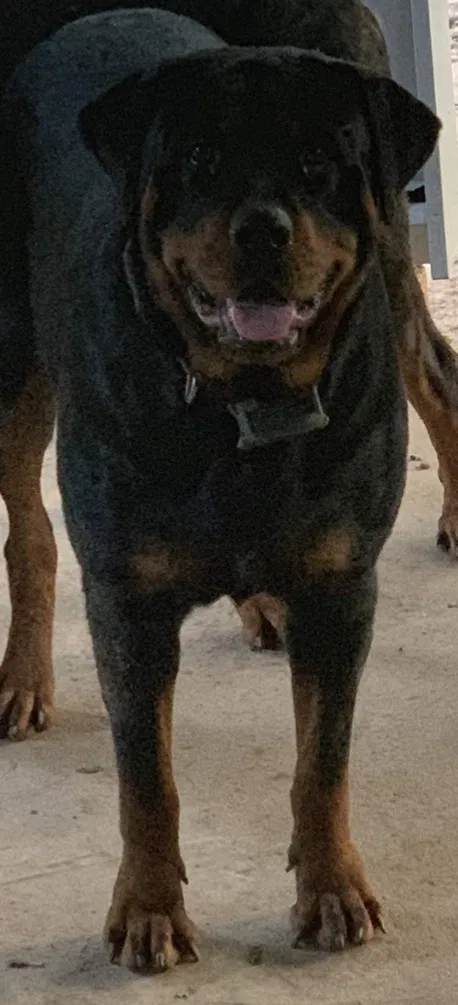 Lost dog in Shreveport, LA, 71118