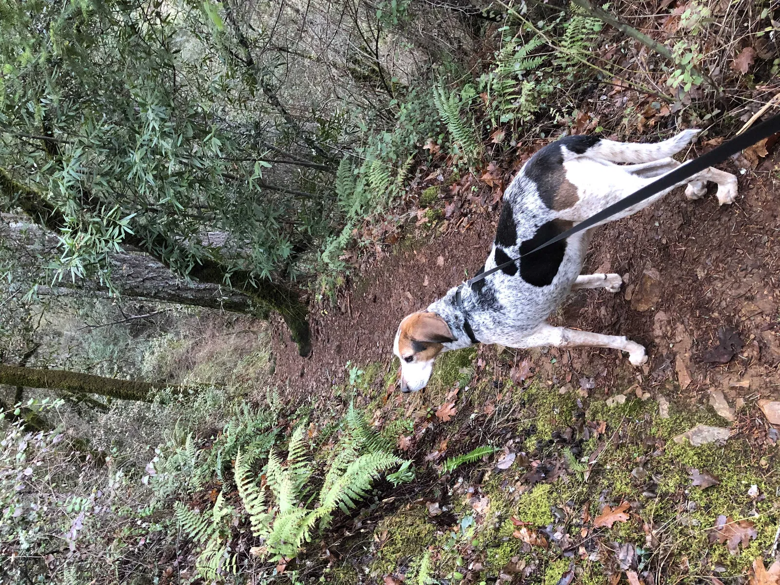 Lost dog in Pollock Pines, CA, 95726