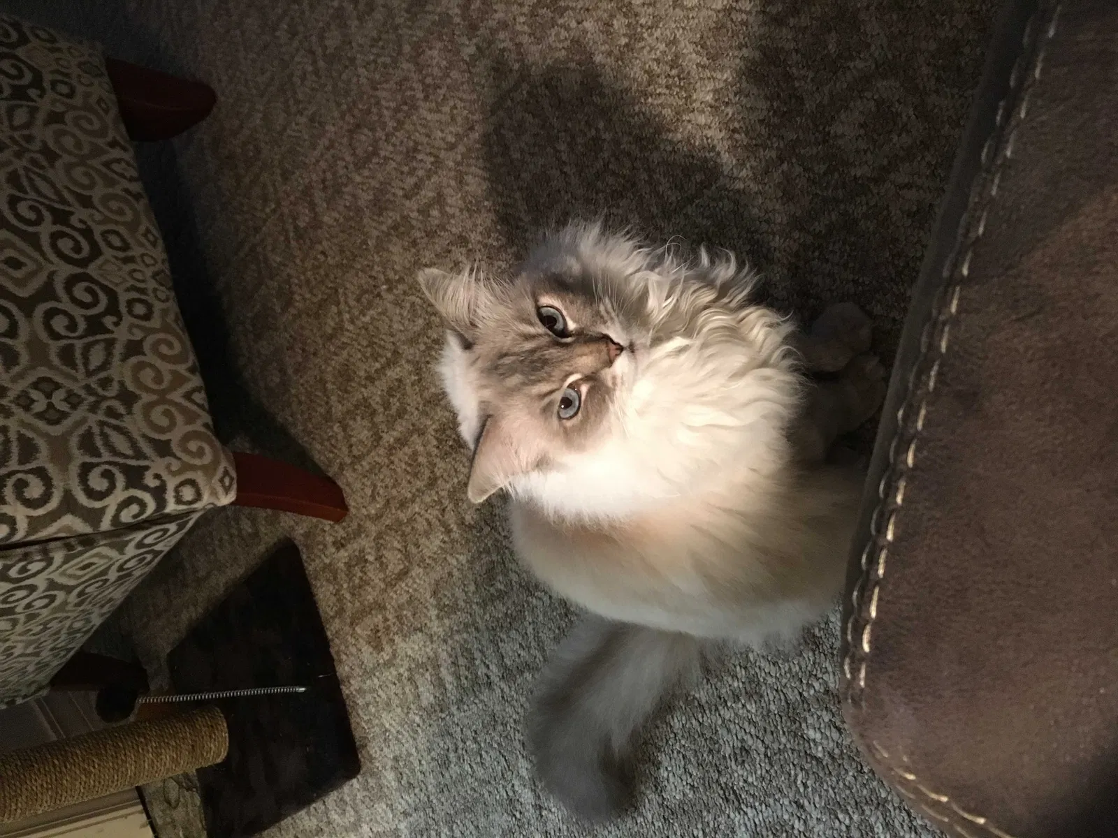 Lost cat in Searcy, AR, 72143