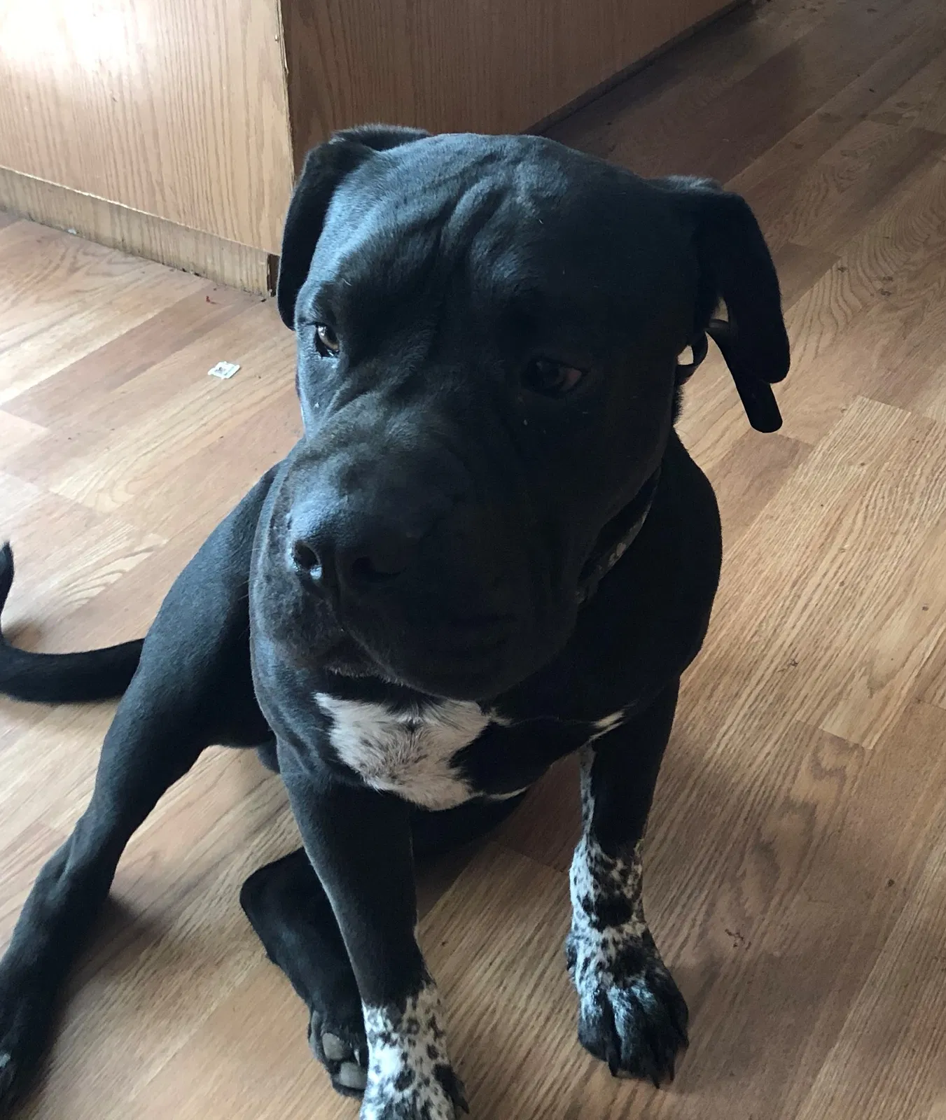 Lost dog in Belton, TX, 76513
