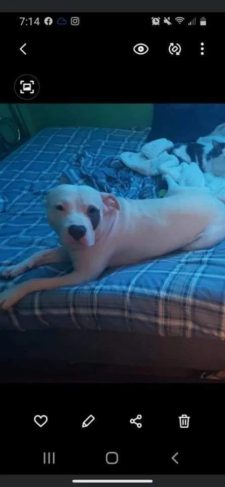 Lost dog in Memphis, TN, 38122