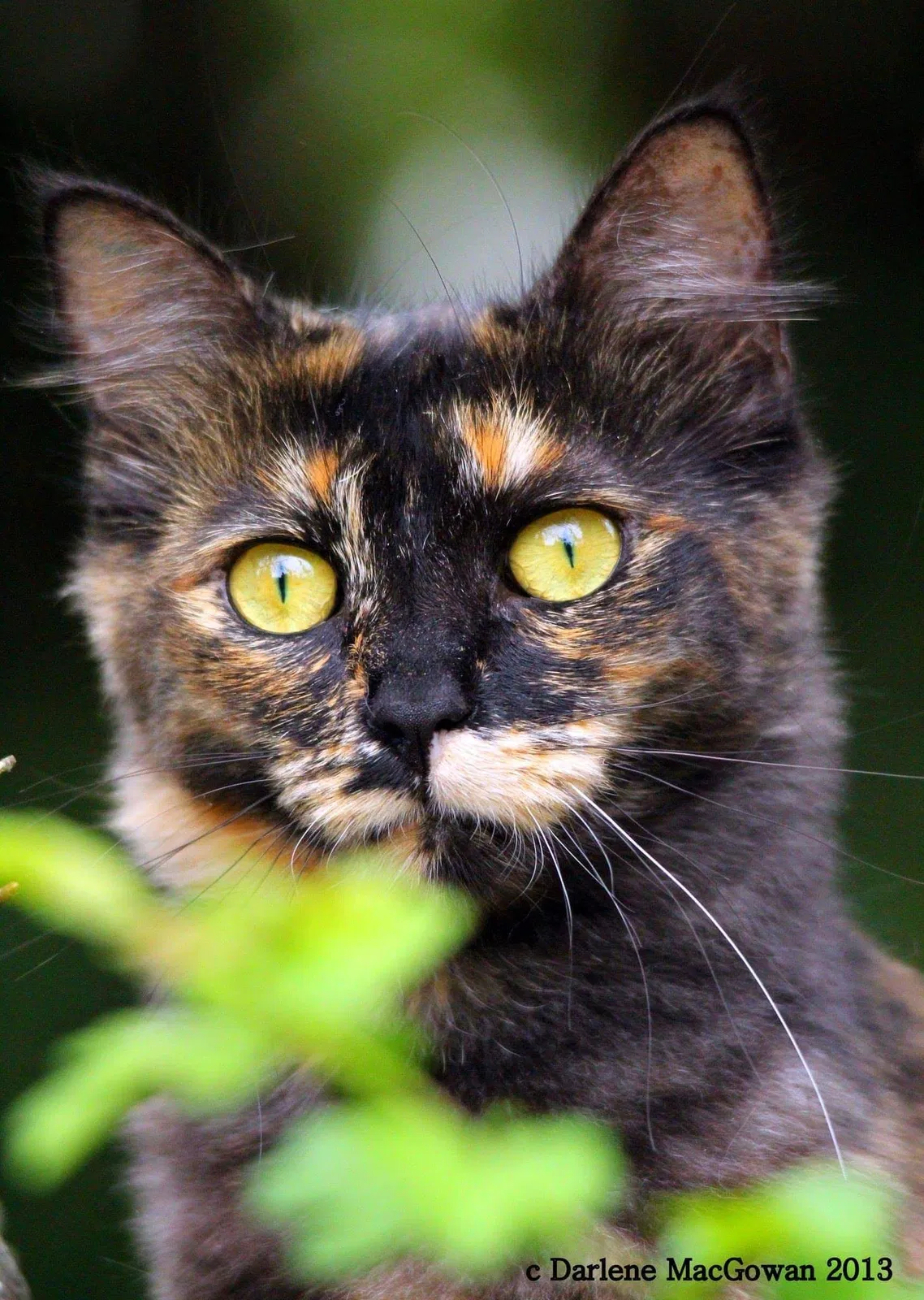 Lost cat in Newburgh, IN, 47630