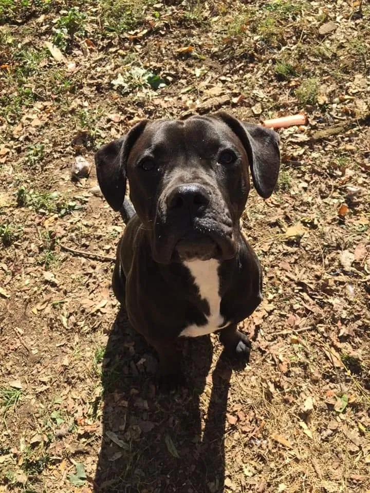 Lost dog in Cynthiana, KY, 41031
