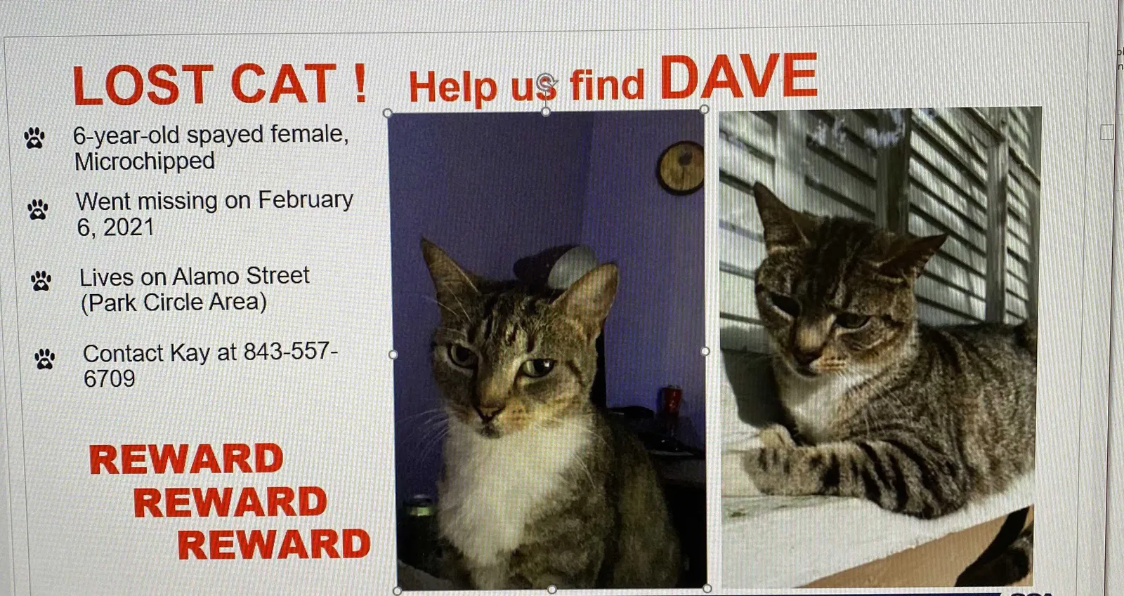 Lost cat in North Charleston, SC, 29405