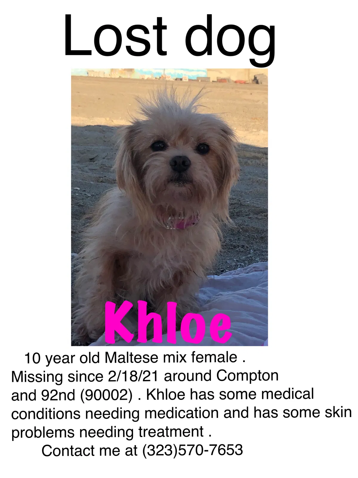 Lost dog in Los Angeles, CA, 90002
