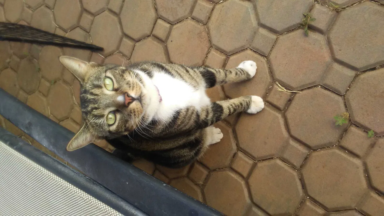 Lost cat in Los Lunas, NM, 87031