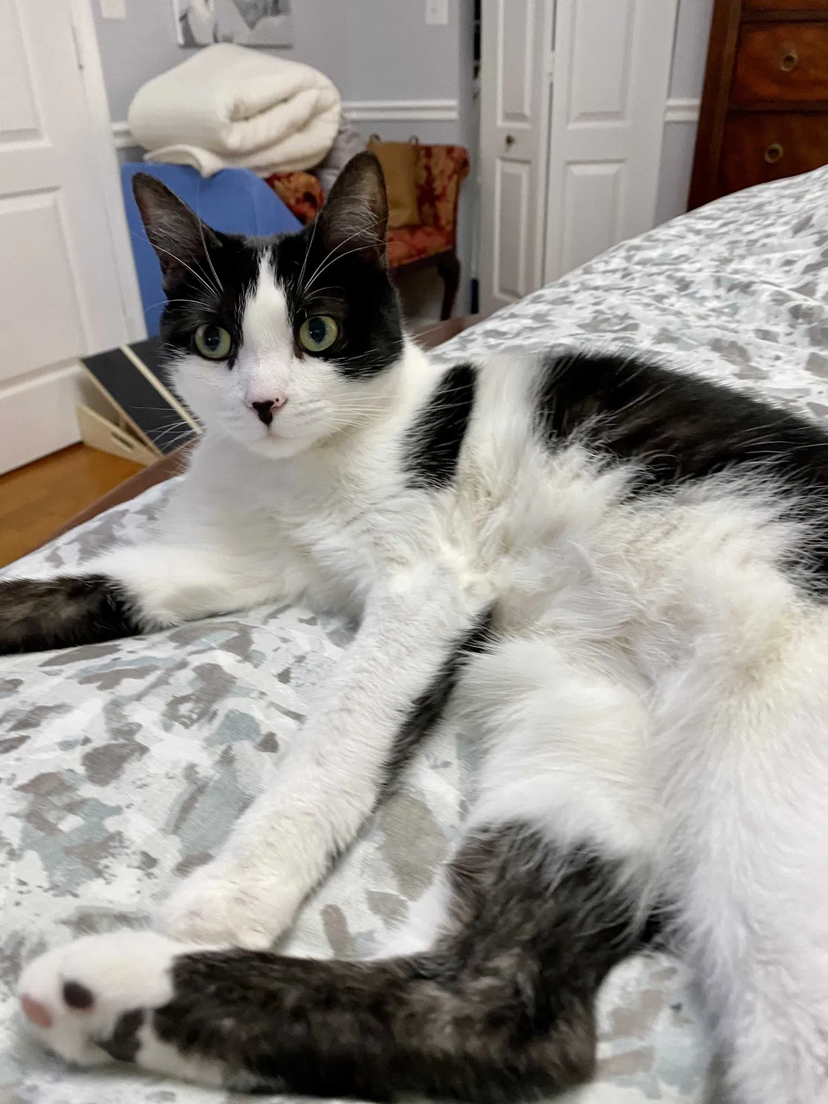 Lost cat in Miami, FL, 33175