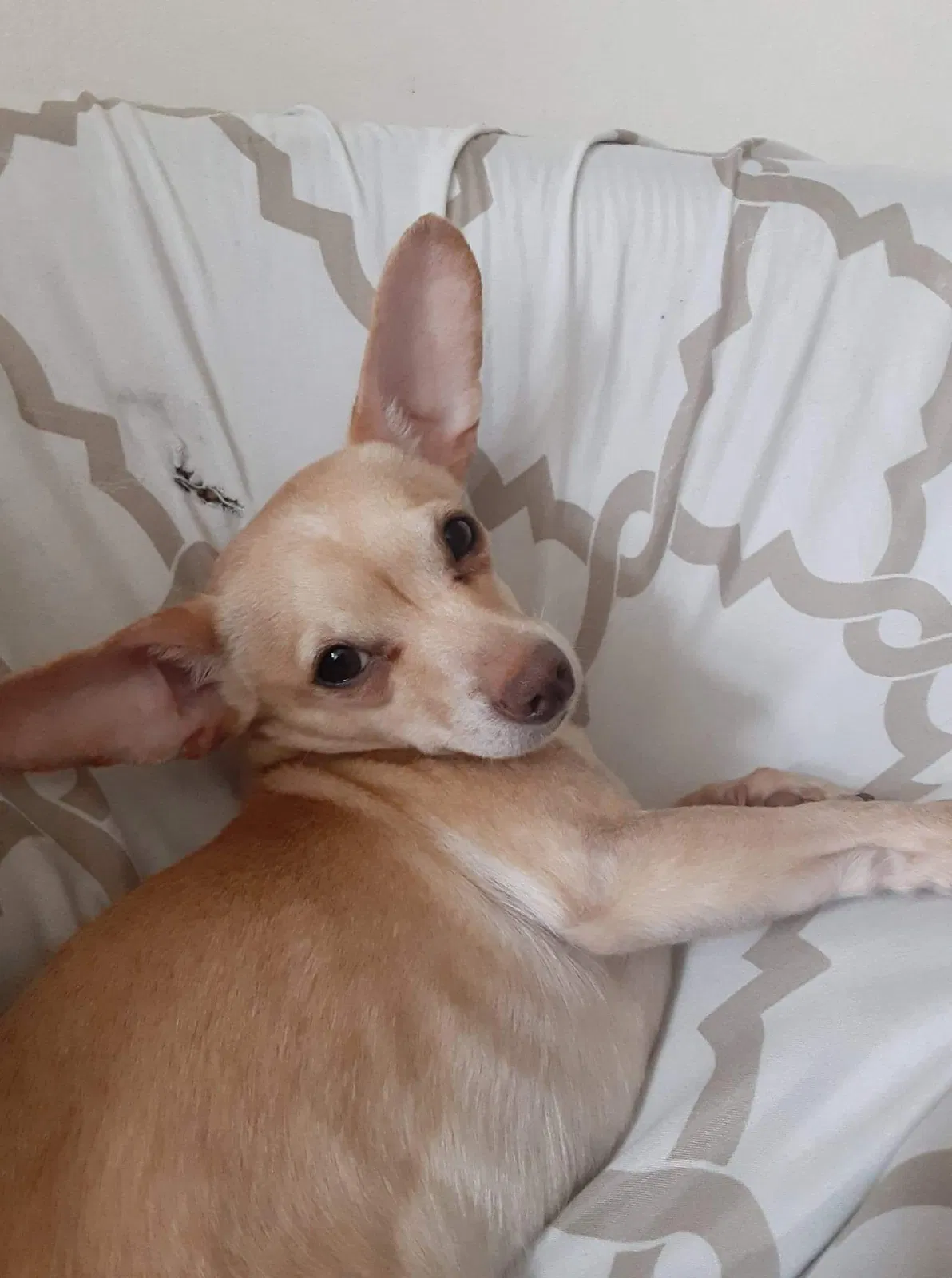 Lost dog in Fort Collins, CO, 80521