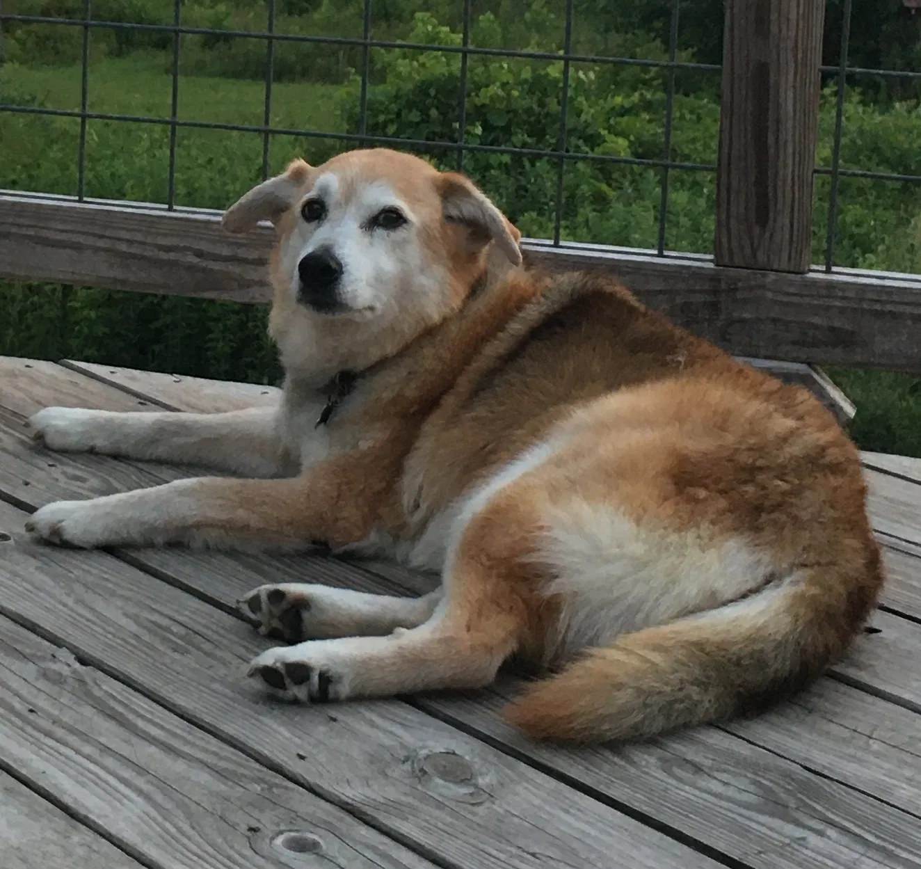 Lost dog in Sewanee, TN, 37375