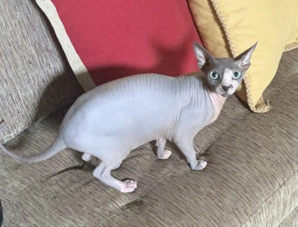 Lost cat in Spring, TX, 77389