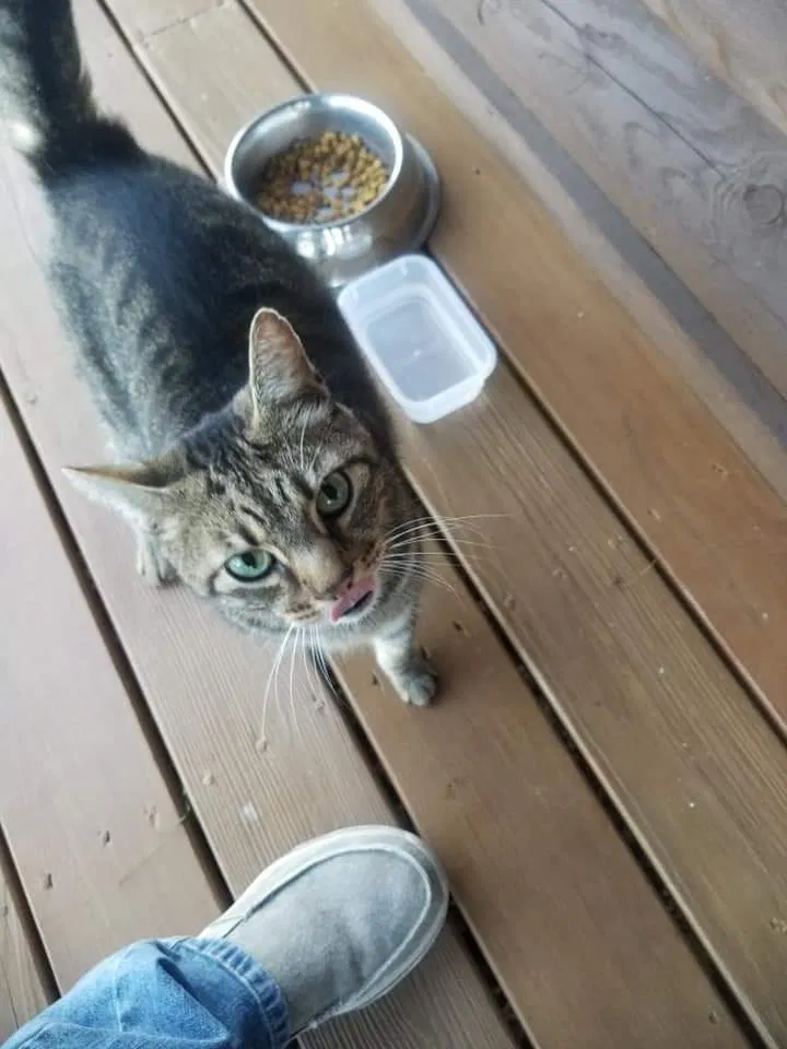 Lost cat in Newport, KY, 41071