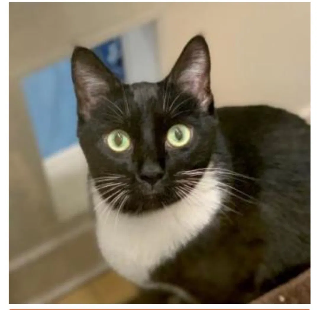 Lost cat in Sacramento, CA, 95827