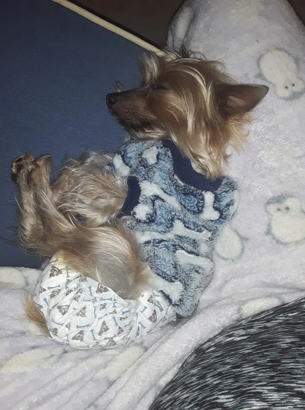 Lost dog in Unknown, TX, 0