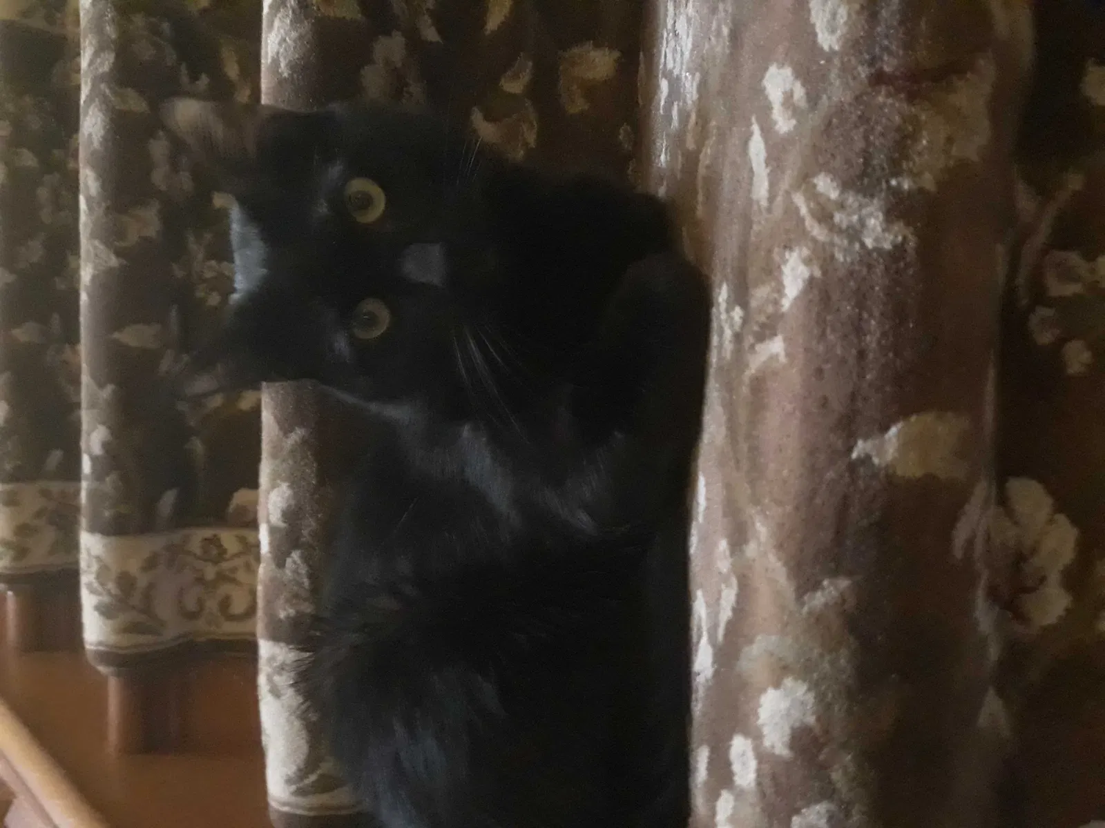 Lost cat in Brooklyn, NY, 11226