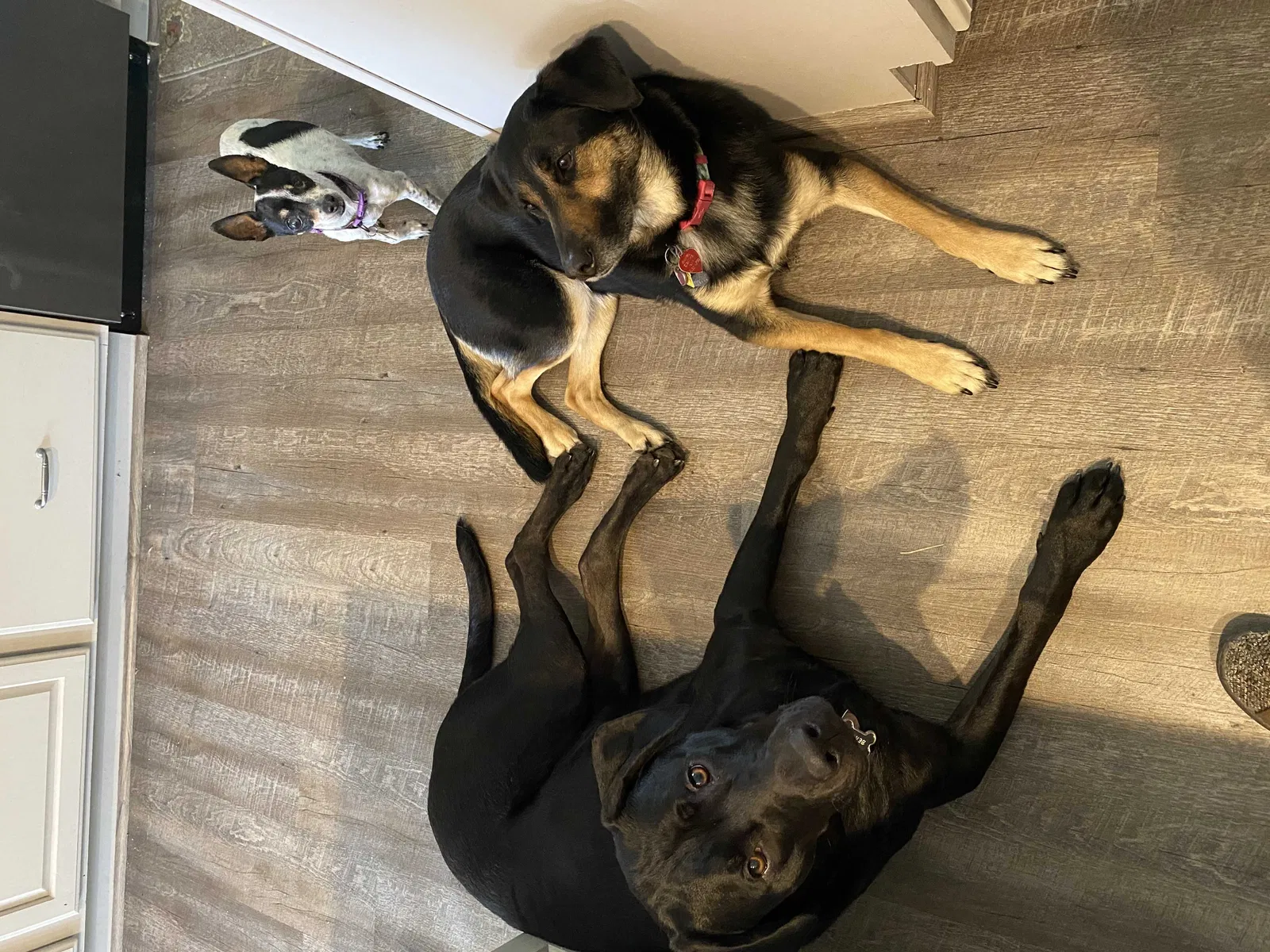 Lost dog in Troy, IL, 62294
