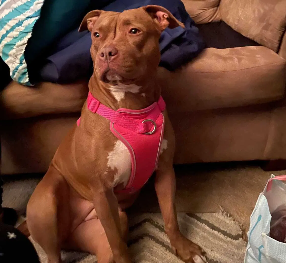 Lost dog in Toledo, OH, 43608