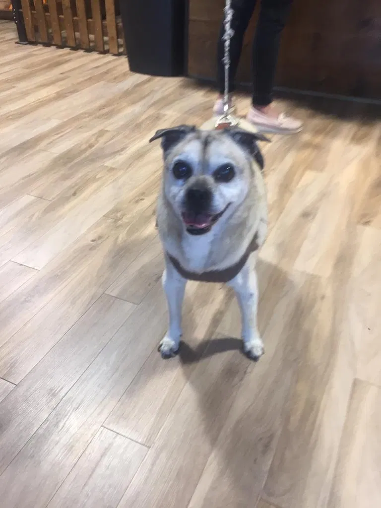 Lost dog in Palm Bay, FL, 32909