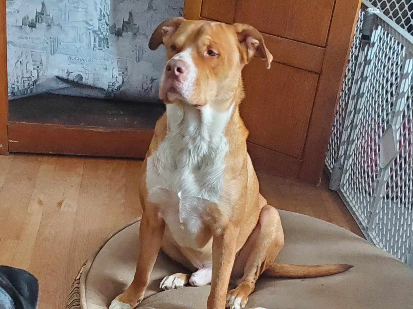 Lost dog in Newark, OH, 43055