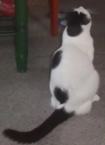 Lost cat in Chino Hills, CA, 91709