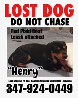 Lost dog in Bayside, NY, 11361