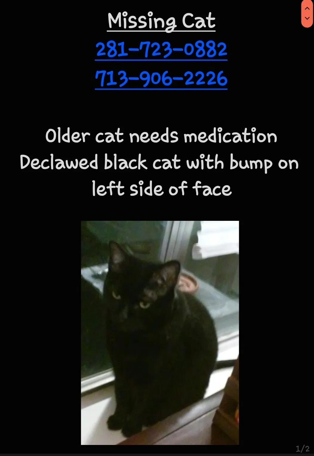 Lost cat in Hockley, TX, 77447