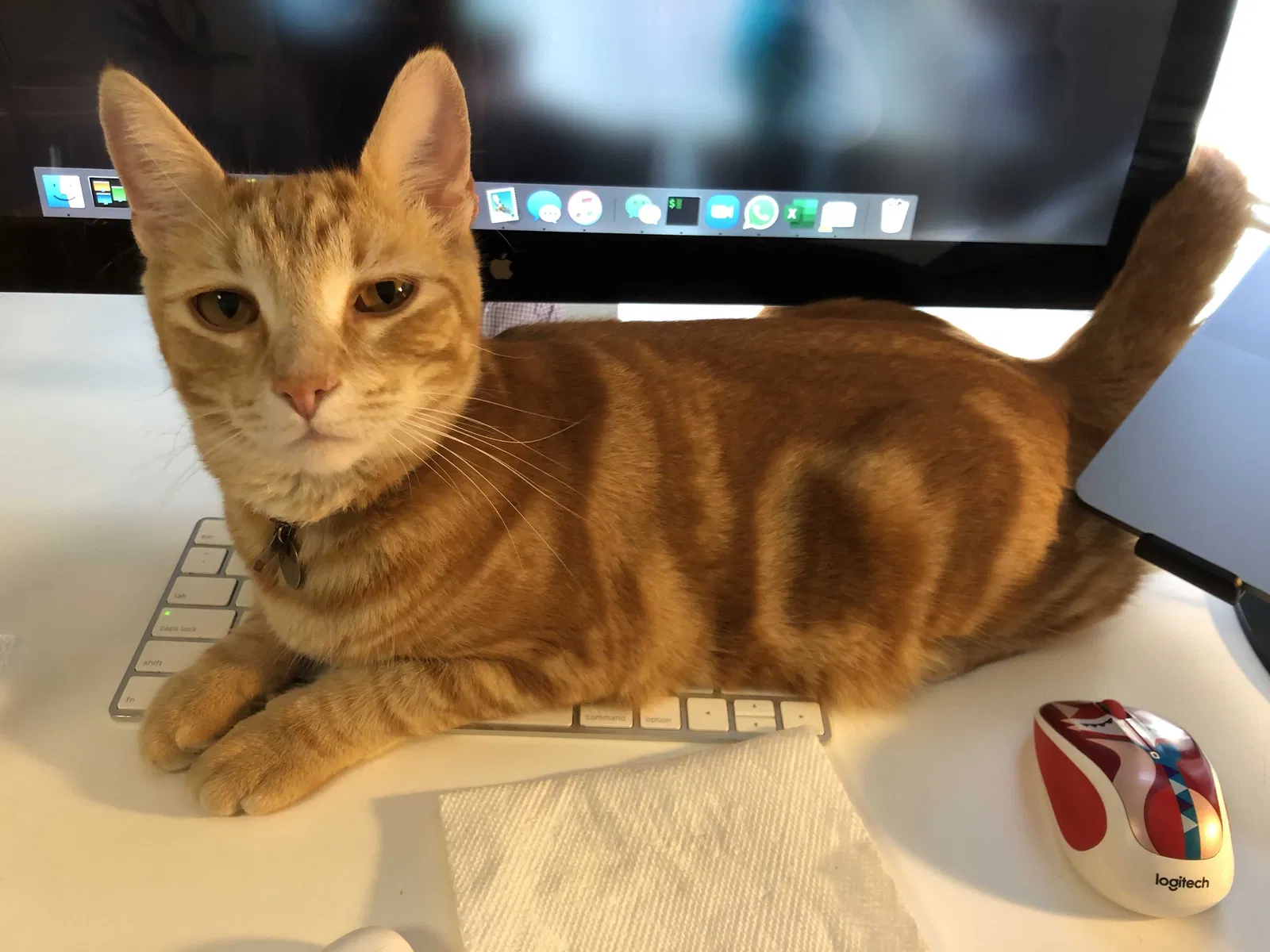 Lost cat in San Francisco, CA, 94110