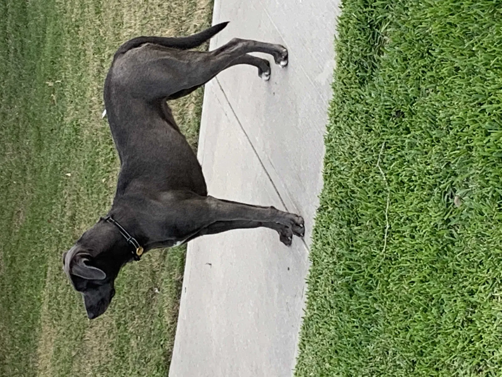 Lost dog in Magnolia, TX, 77354
