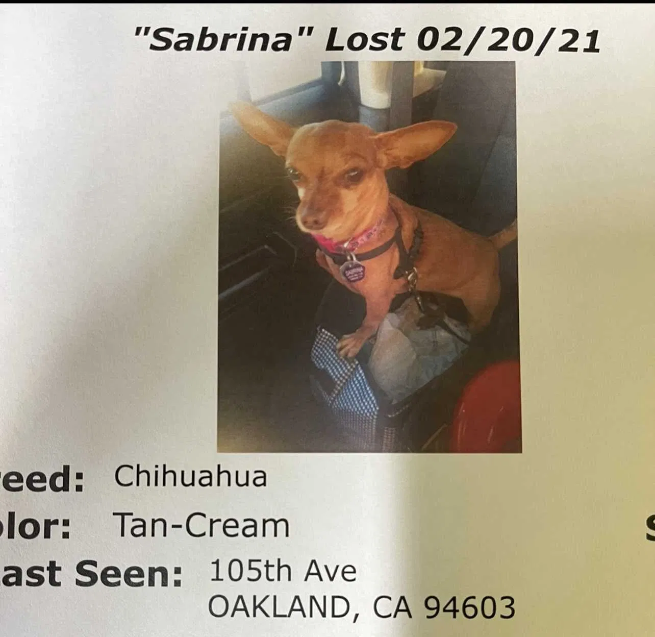 Lost dog in Oakland, CA, 94603