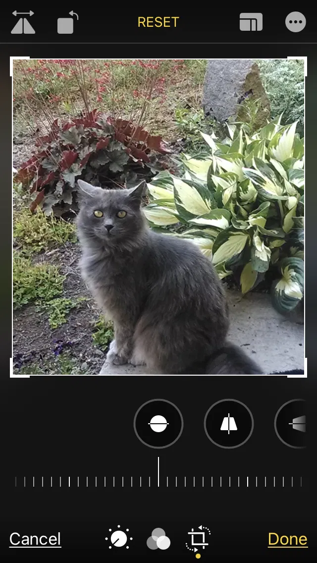 Lost cat in Battle Ground, WA, 98604