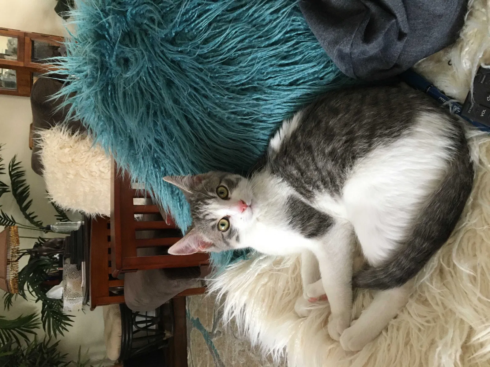 Lost cat in Santa Rosa, CA, 95409