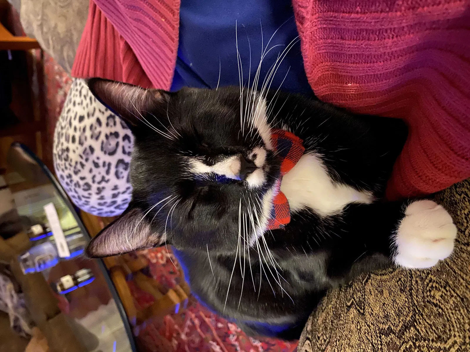 Lost cat in Hillsboro, OR, 97124