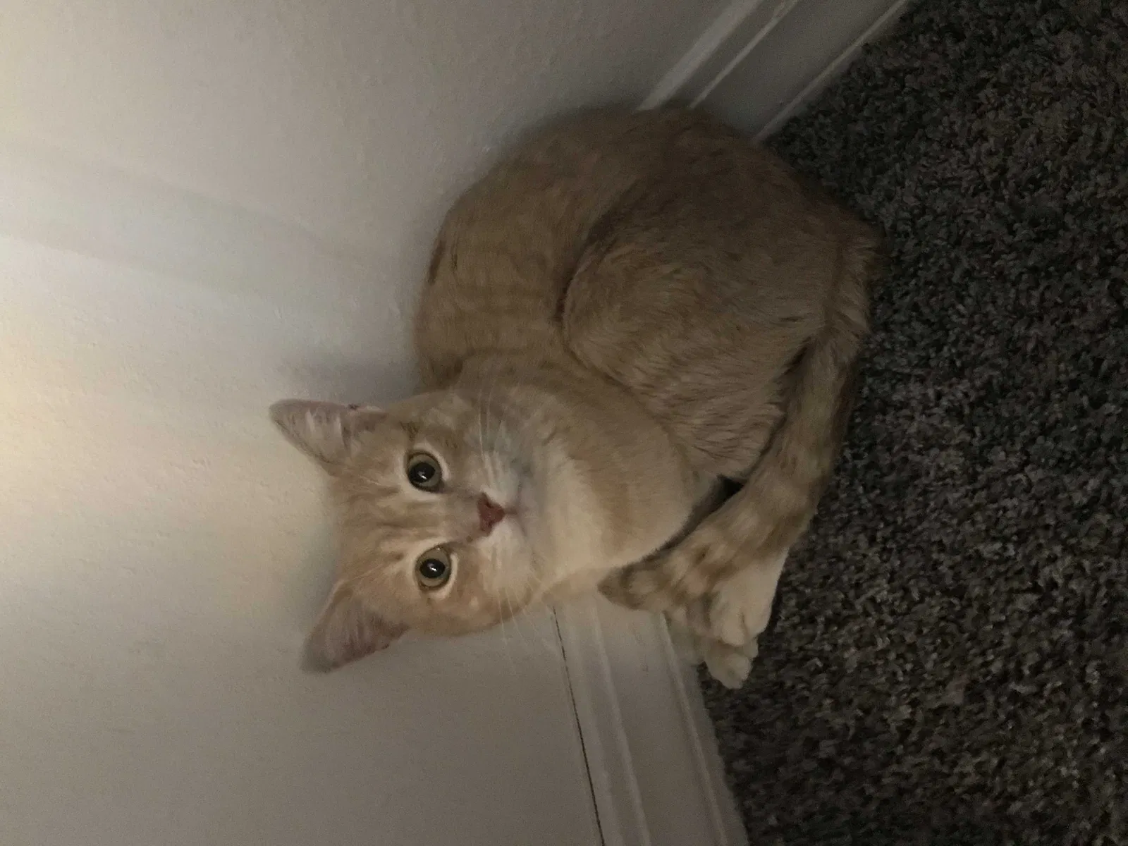Lost cat in Colorado Springs, CO, 80916