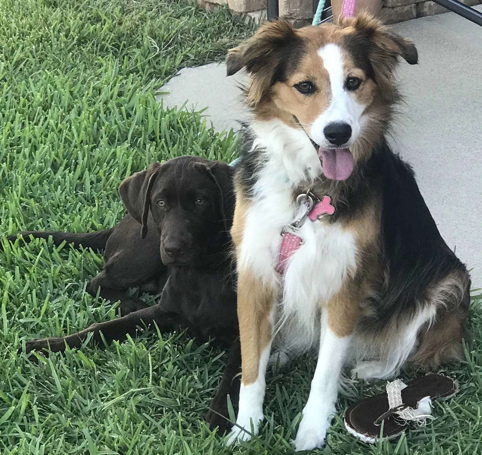Lost dog in Harker Heights, TX, 76548