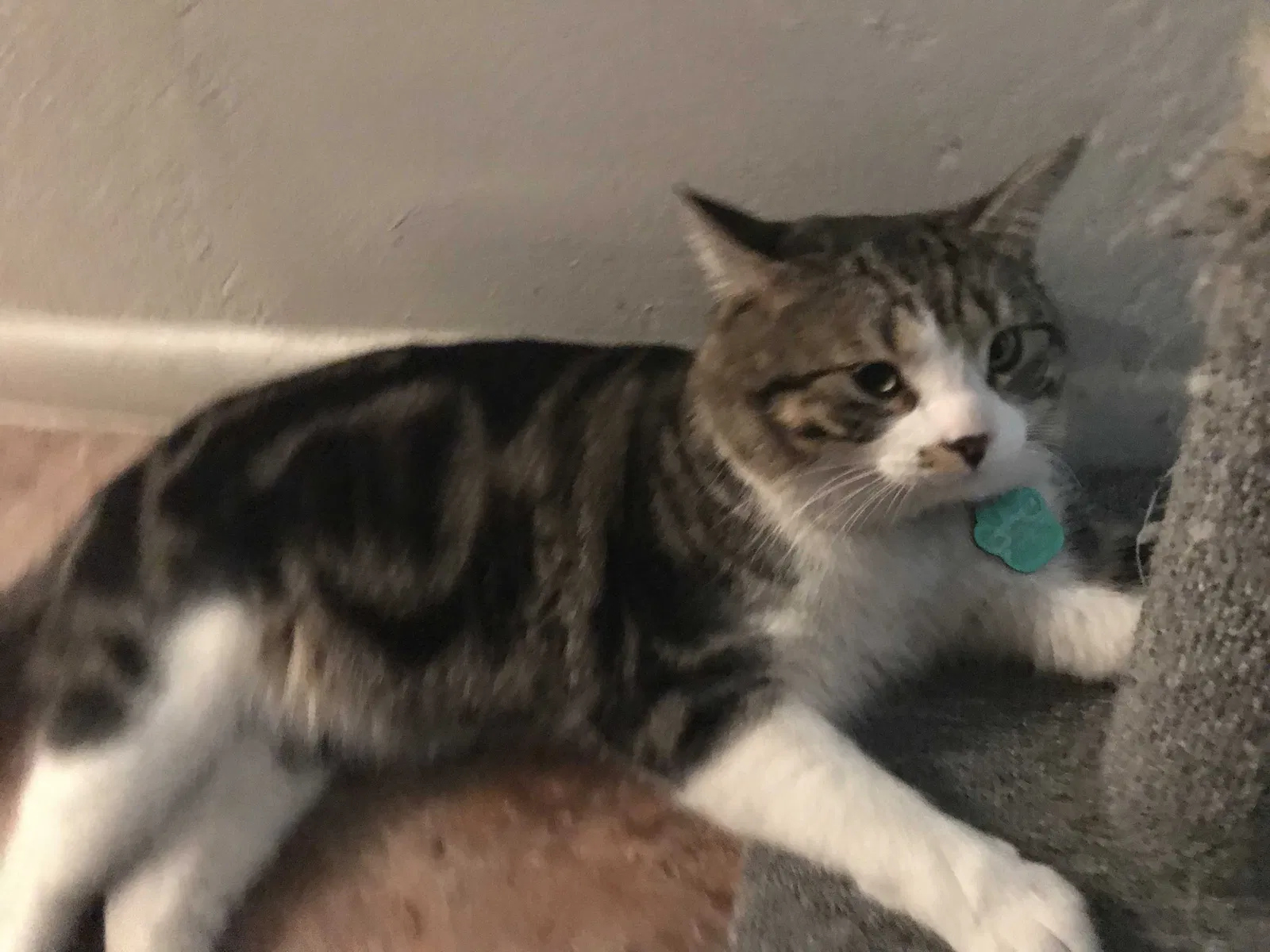 Lost cat in San Bernardino, CA, 92410