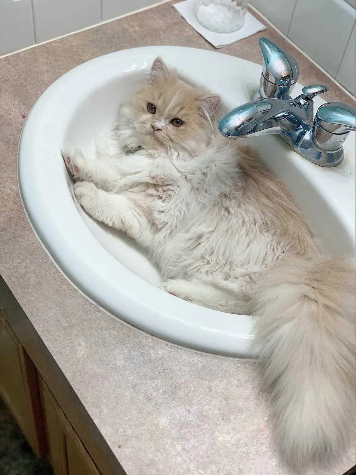 Lost cat in Nampa, ID, 83651