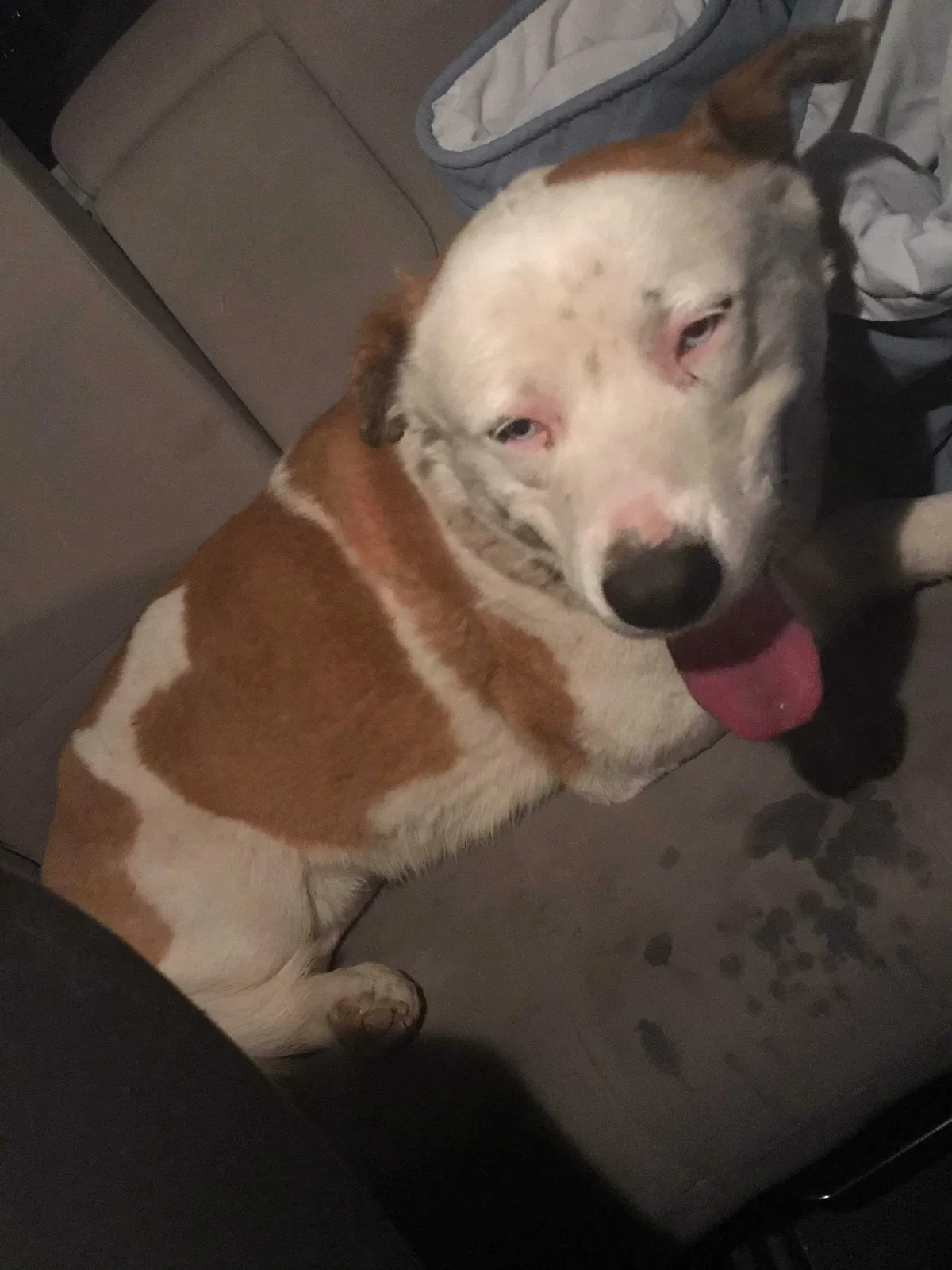 Lost dog in El Paso, TX, 79924