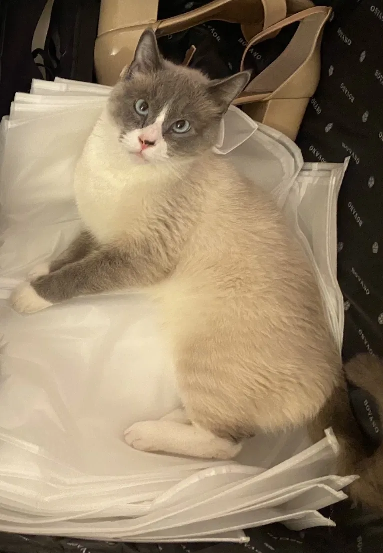 Lost cat in Rosamond, CA, 93560