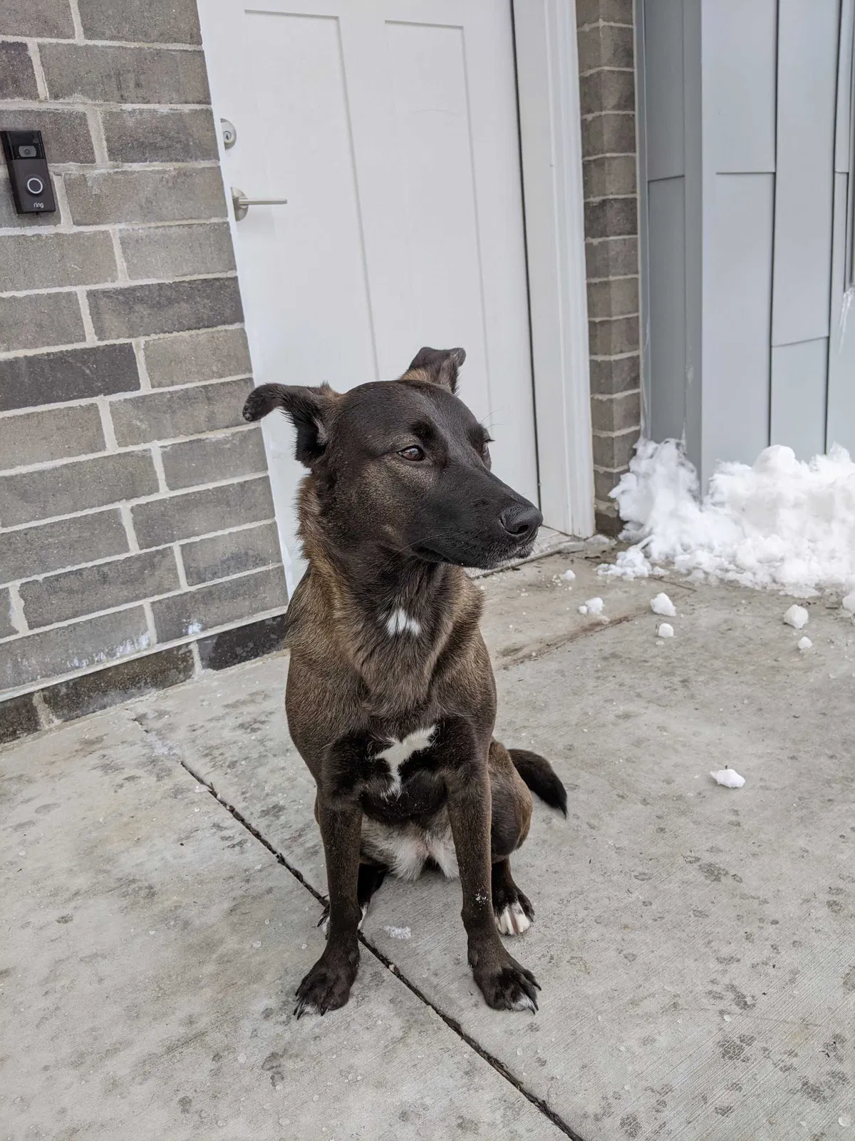 Lost dog in Milwaukee, WI, 53220