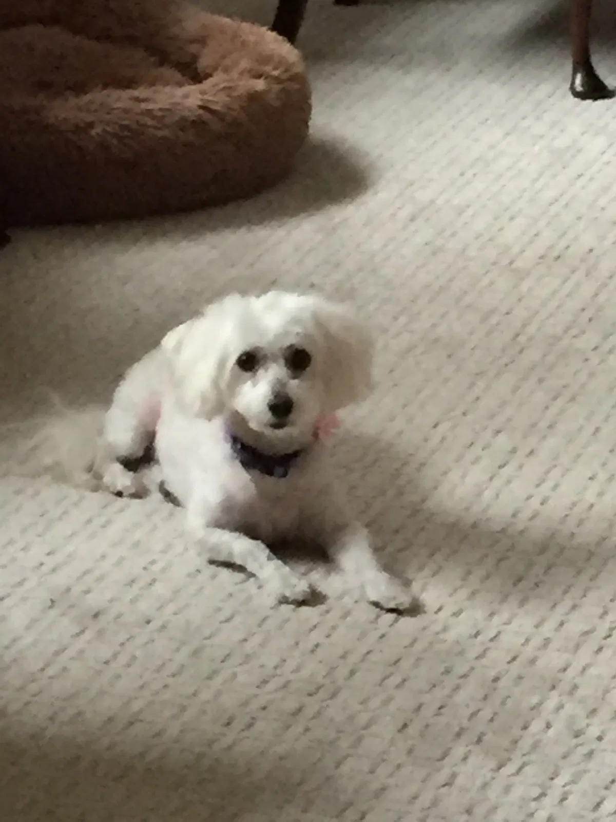 Lost dog in Hickory, NC, 28601