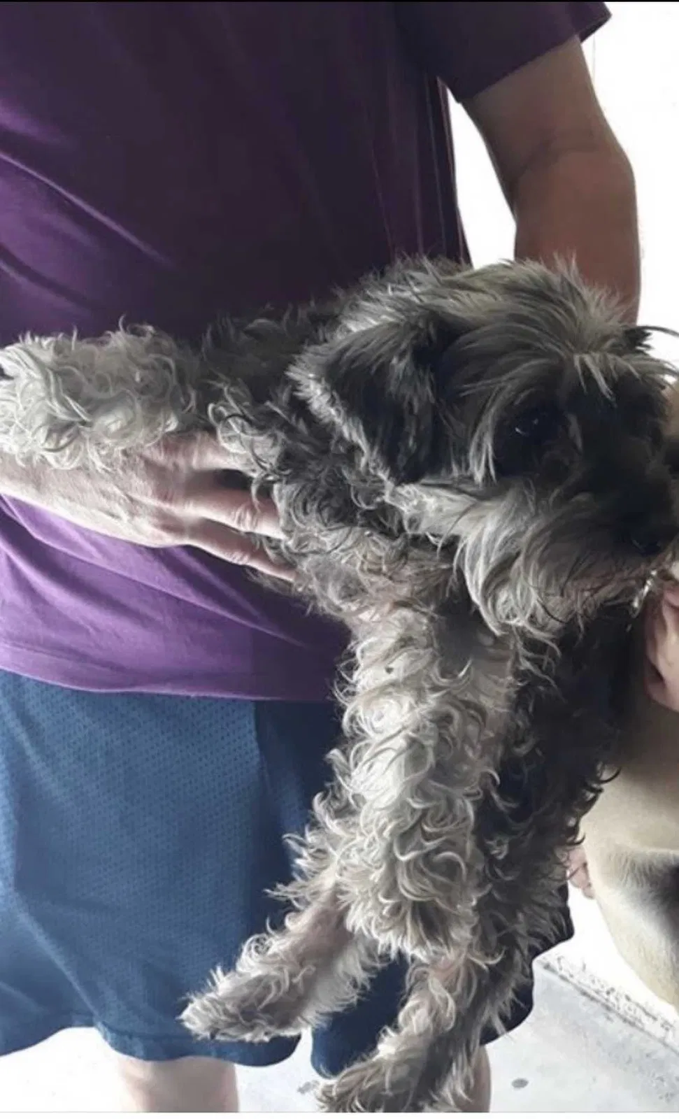 Lost dog in Mcallen, TX, 78501