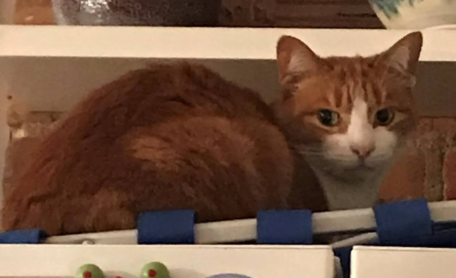 Lost cat in Greensboro, NC, 27405