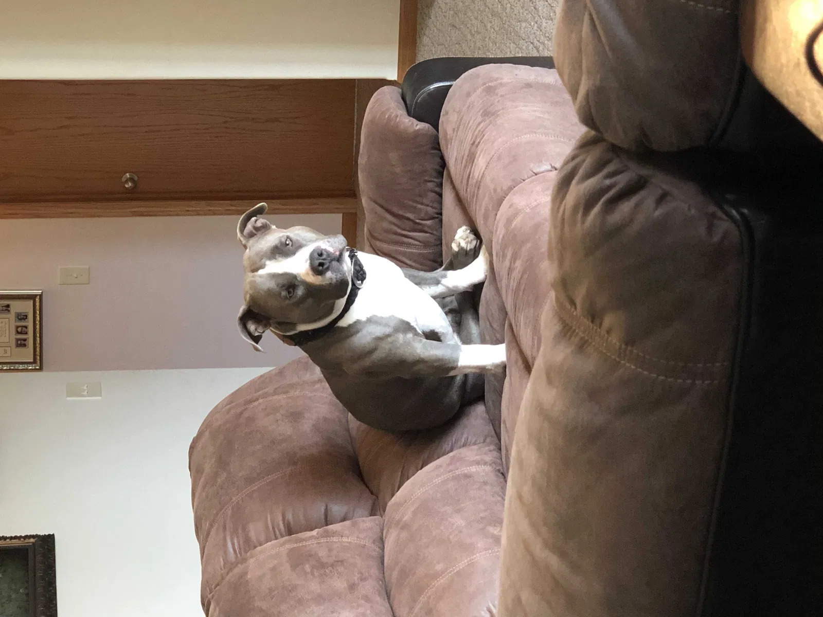 Lost dog in Udall, KS, 67146